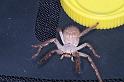 Holconia_ZZ600_D4014_Z_90_Oaklands Park_Australie